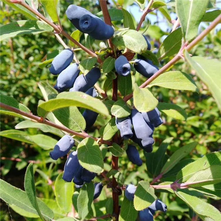 吉林蓝靛果树苗 蓝靛果苗批发 蓝靛果苗基地