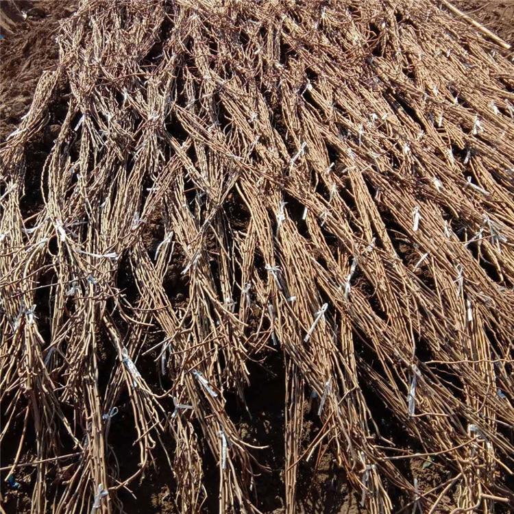 软枣猕猴桃 软枣子苗批发 软枣子嫁接苗 基地直销