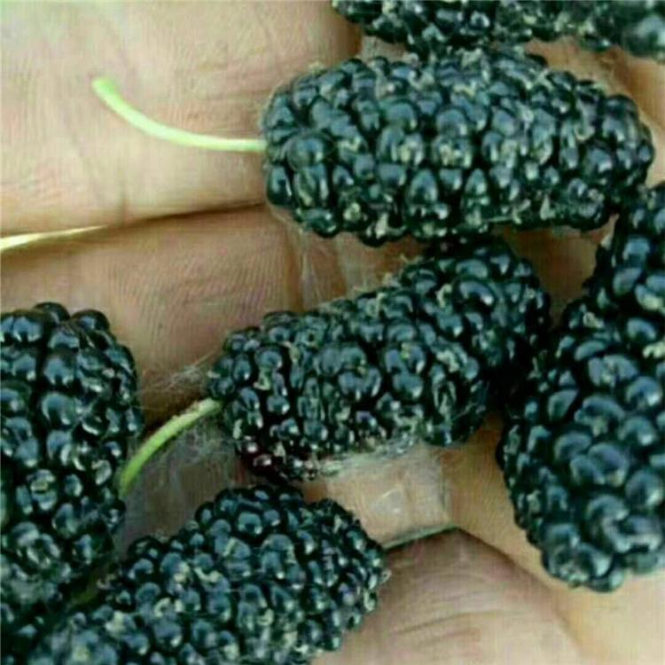 吉林黑莓苗 黑莓苗种植 长春苗木黑莓苗批发