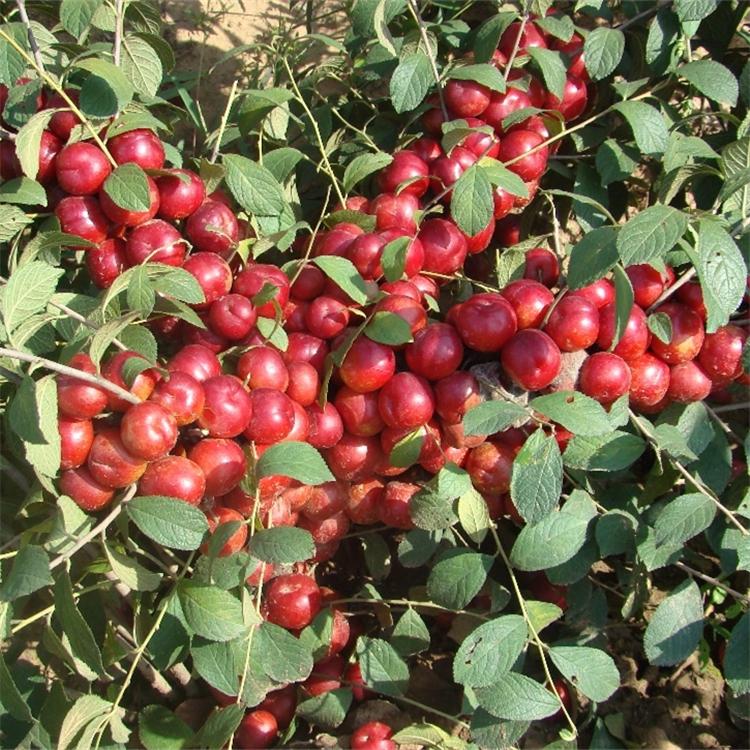 钙果树苗基地  吉林红钙果苗 黄钙果苗 基地直发