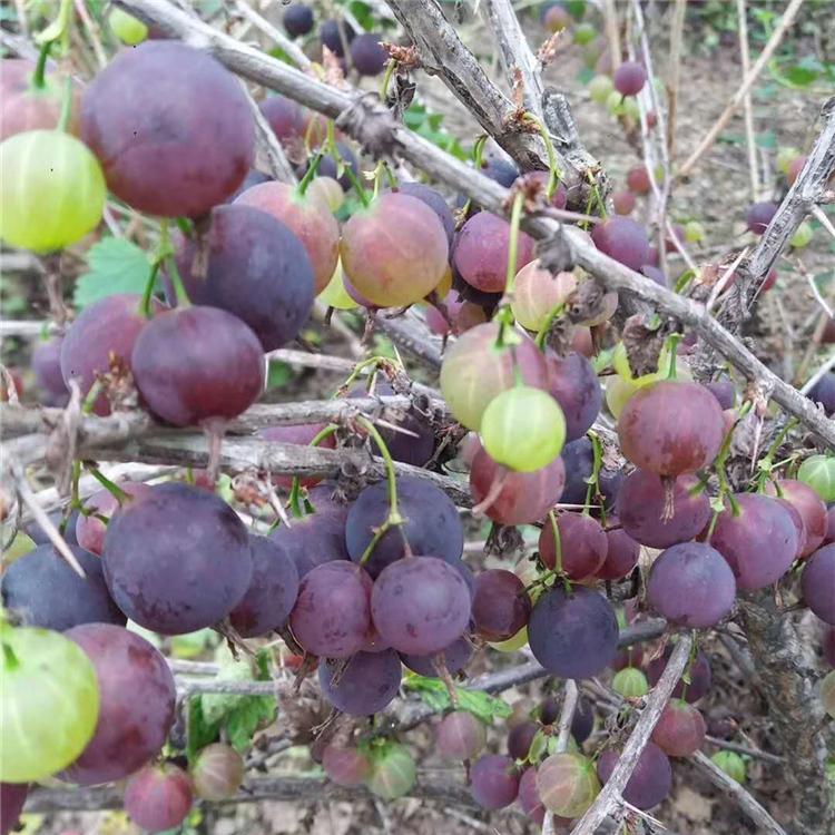 吉林灯笼果苗 灯笼果苗批发 灯笼果苗基地