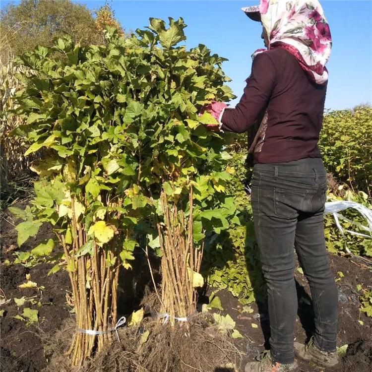 吉林黑加仑苗 黑加仑苗批发 黑加仑苗基地