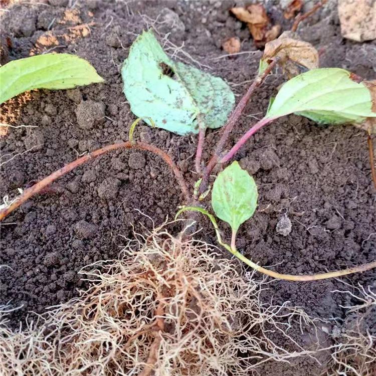 长春五味子苗 五味子苗基地 五味子苗批发