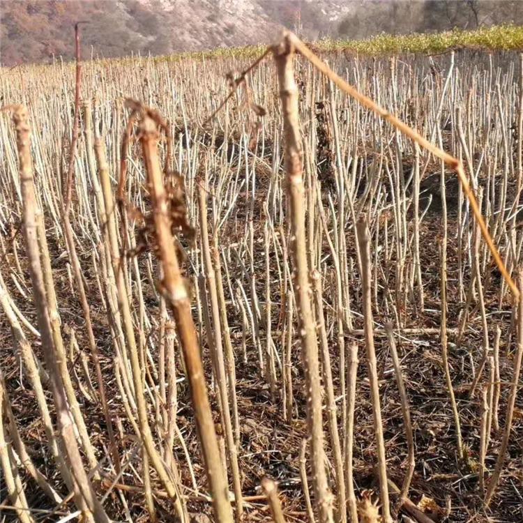 吉林刺嫩芽苗价格   刺嫩芽苗 刺嫩芽苗批发
