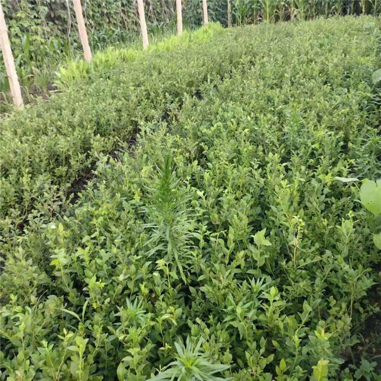 供应广西蓝莓苗 蓝莓果苗批发价格 基地直发