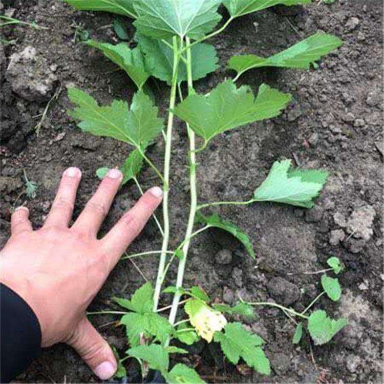 江苏黑加仑果树苗 黑豆果树苗 黑穗醋栗苗可以盆栽阳台种植当年结果苗