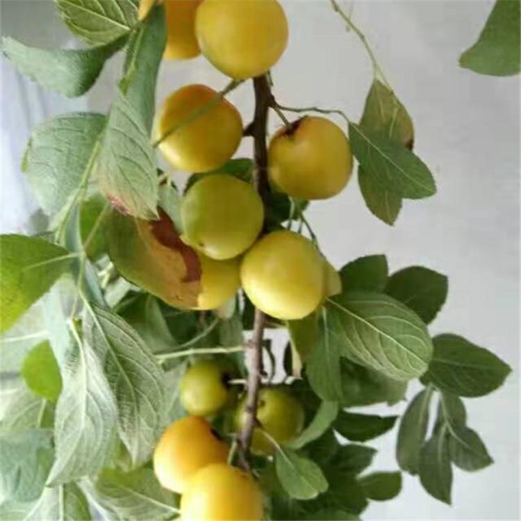 双丰苗钙果苗  吉林钙果苗批发价格 钙果苗培育基地直发