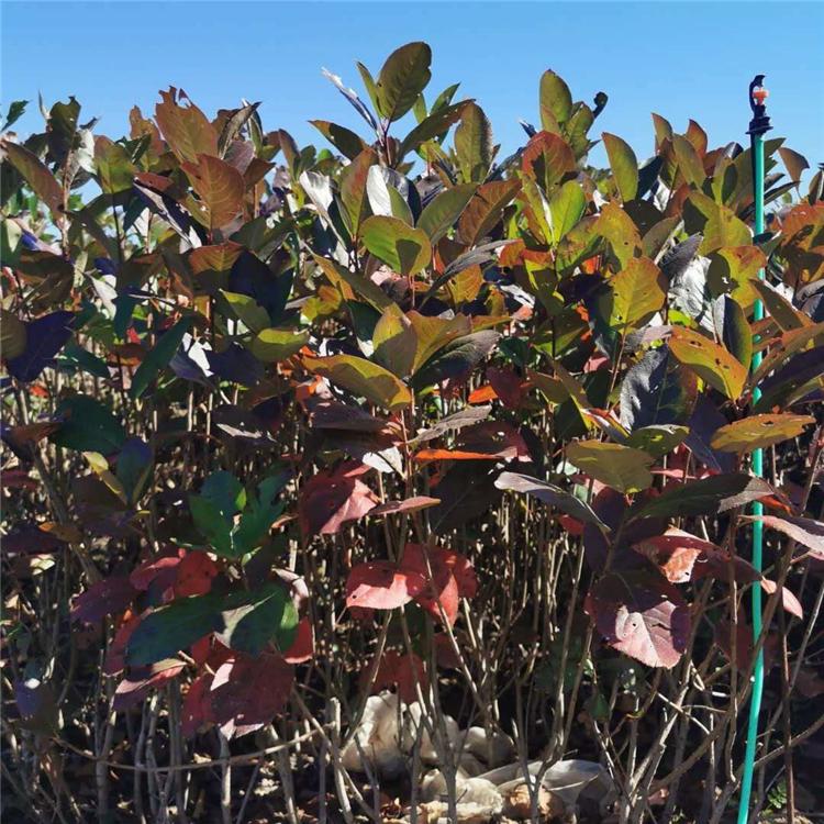 黑果花楸苗价格 吉林不老莓种苗批发 易存活 货源充足