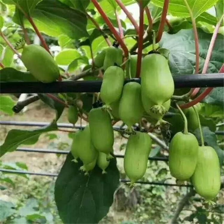 厂家直销  软枣猕猴桃树苗 软枣子苗批发 圆枣子苗价格