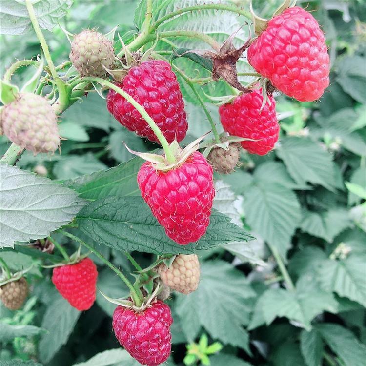 优质供应 树莓苗批发 吉林红树莓价格 种植基地