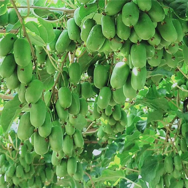 安徽软枣猕猴桃苗 安徽软枣猕猴桃苗价格 安徽软枣子苗