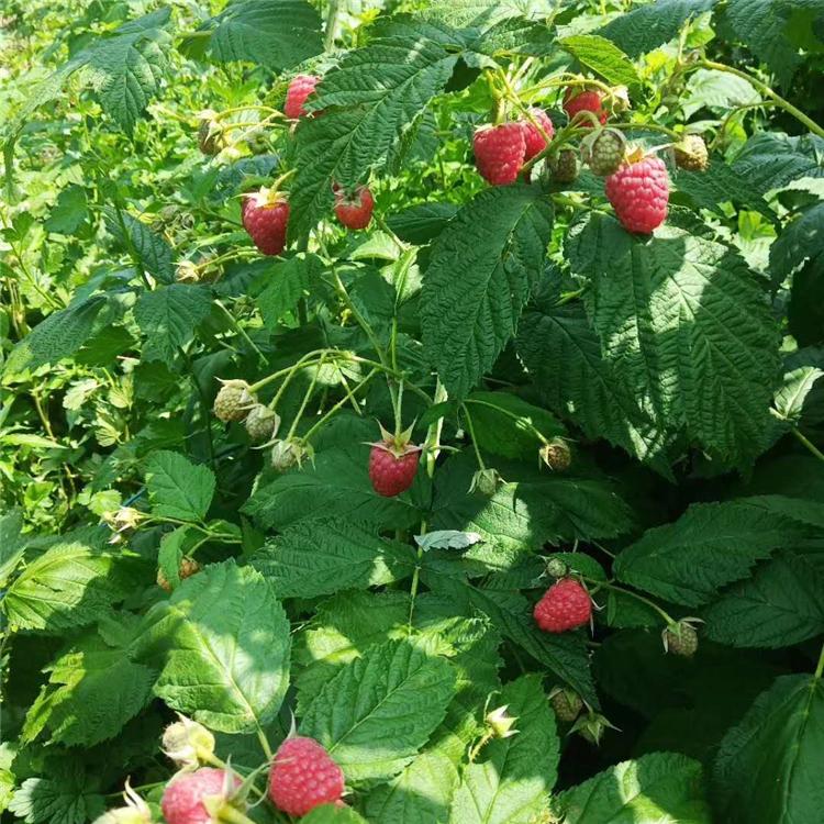 厂家直销 红树莓苗批发价格  红树莓苗 覆盆子苗批发