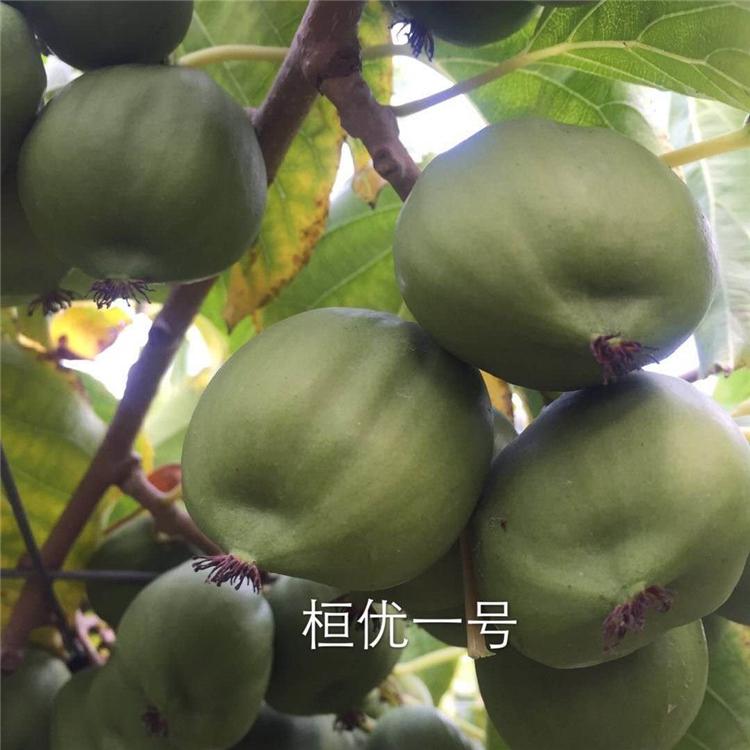 基地直发 软枣子苗 软枣子种植基地 品种好 量大优惠