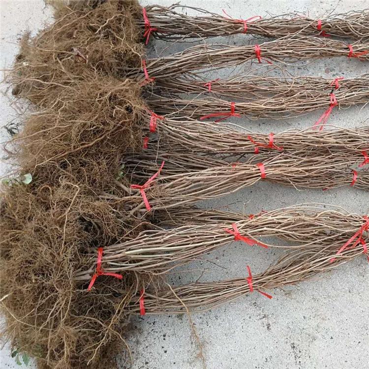 龙城软枣子苗 软枣子猕猴桃苗龙城二号软枣子苗 软枣子苗价格