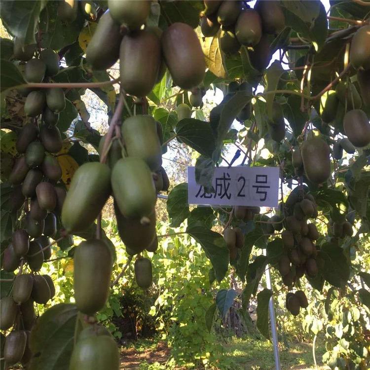 果木批发  软枣子苗种植基地  价格优惠