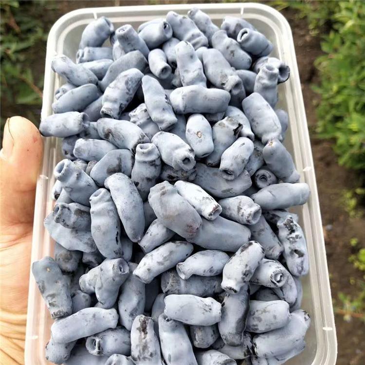 种植基地 吉林蓝靛果批发 蓝靛果树苗价格 蓝靛果苗黑瞎子苗 批发直销