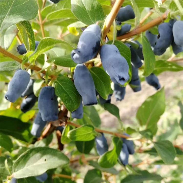 蓝靛果树苗山茄子苗黑瞎子果树苗蓝靛果苗批发蓝靛果苗基地