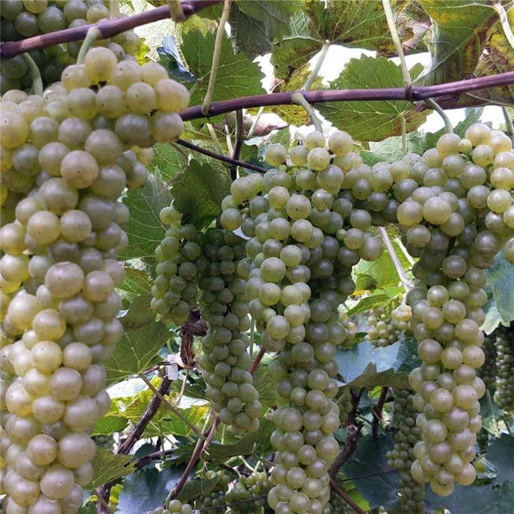 苗木厂家 北冰红葡萄苗种植批发价格 优质供应