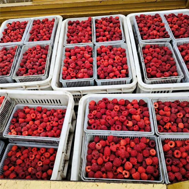 出售山东树莓苗 红树莓苗种植基地 专业种植红树莓苗 黄树莓苗 黑树莓苗