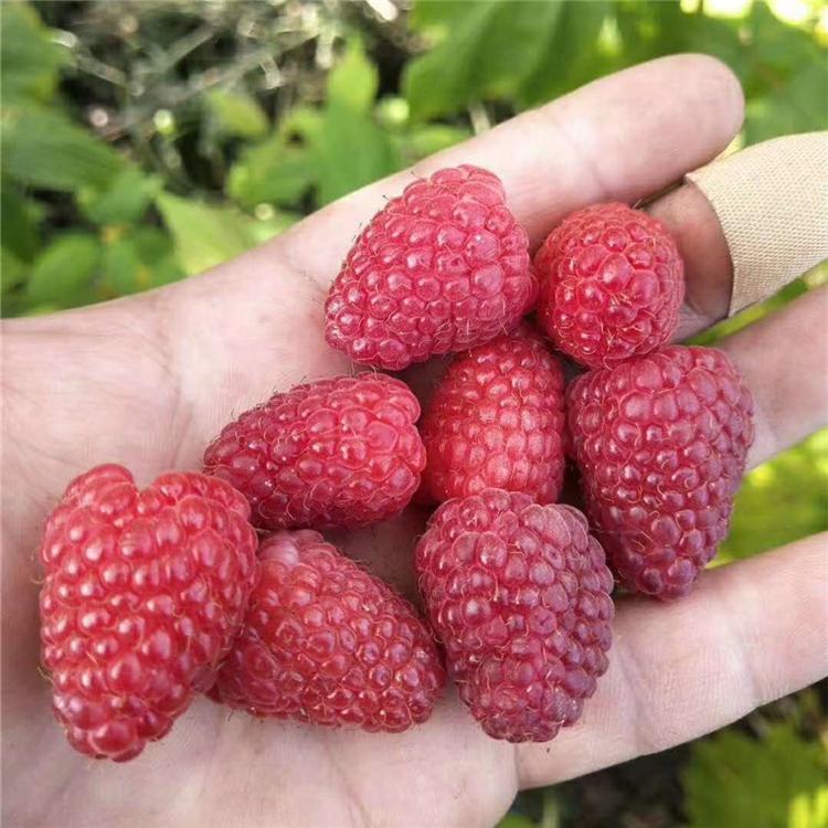江西树莓苗批发 树莓苗价格 覆盆子苗批发价格