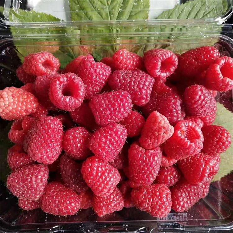 贵州树莓苗价格 树莓苗种植基地 树莓苗批发