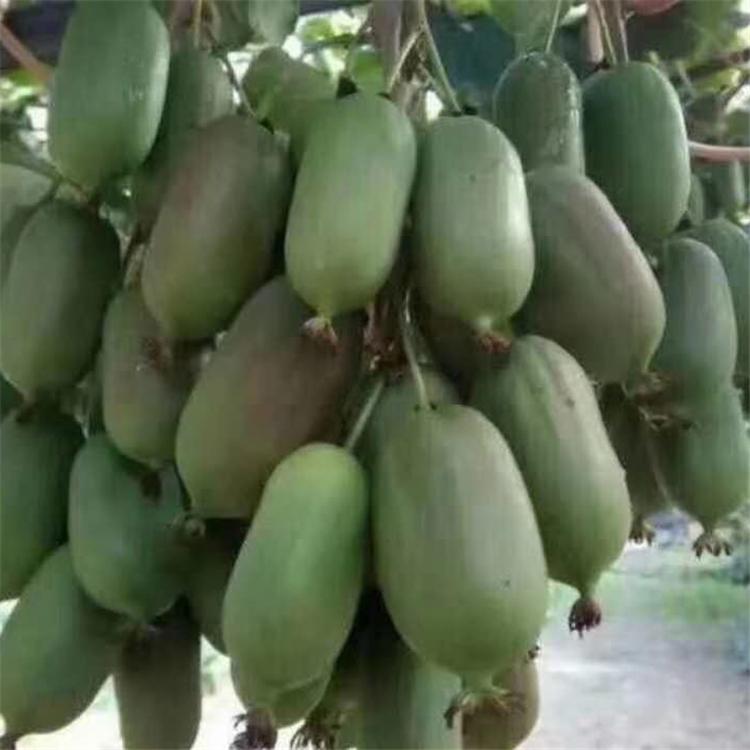 天津软枣子苗基地 嫁接苗 双丰苗木苗圃 软枣子苗批发价格