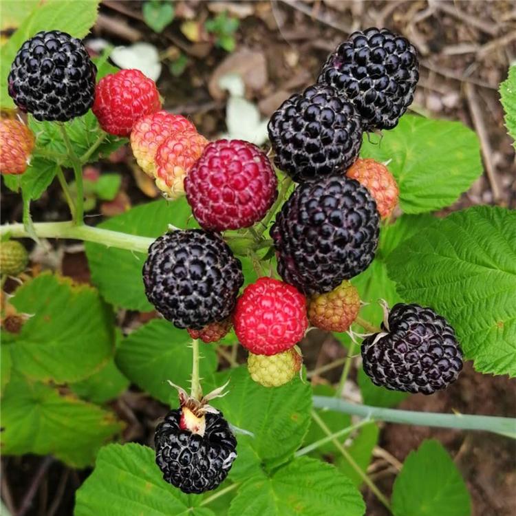 黑龙江苗木基地 黑龙江红树莓种植基地  黑树莓苗批发基地直销 