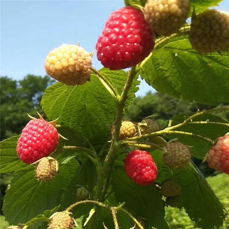 优质供应 湖南红树莓 树莓苗种植基地 黑树莓苗批发 树莓苗价格