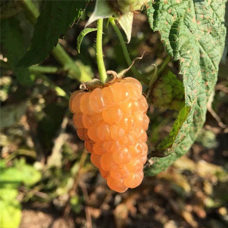 厂家供应 云南黄树莓苗批发  基地直发 树莓苗价格