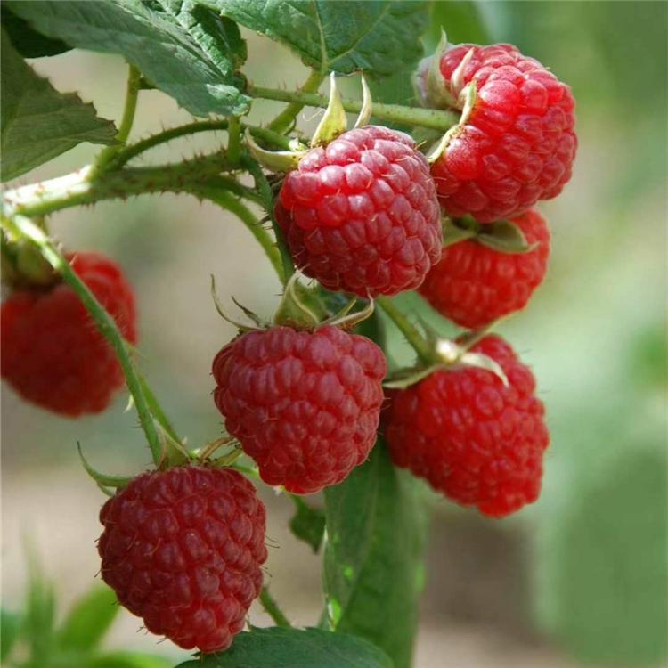 浙江树莓苗种植基地  双季树莓苗批发 味甜爽口