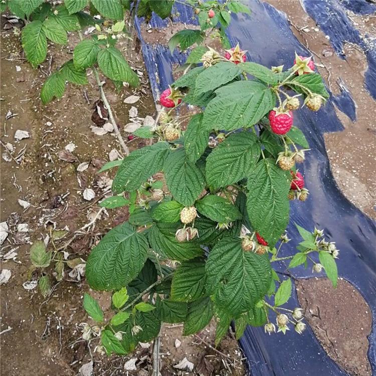 河南树莓苗 基地批发黑树莓种植苗批发 南方北方种植黑树莓苗价格