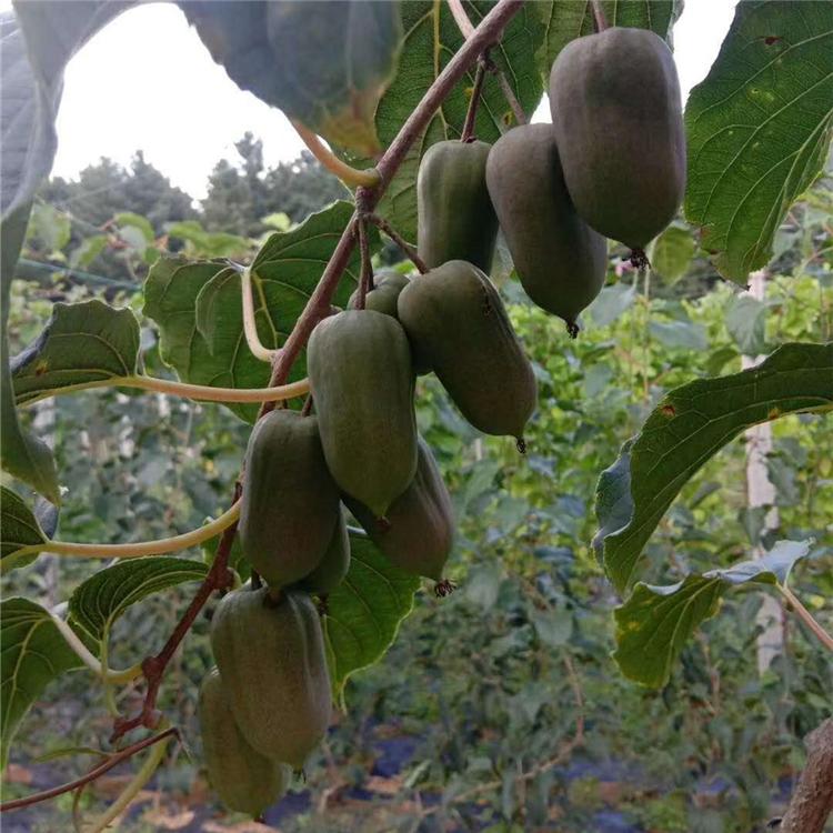 河北批发软枣子苗 软枣子苗价格  一年生软枣子苗 软枣子幼苗