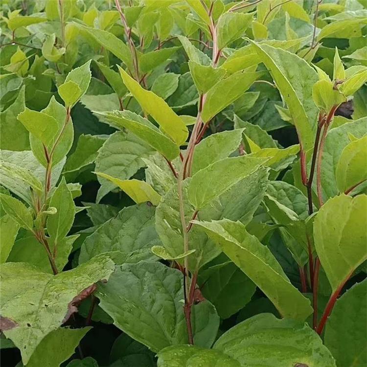 内蒙古软枣猕猴桃苗 内蒙古软枣猕猴桃苗价格 软枣子苗批发种植