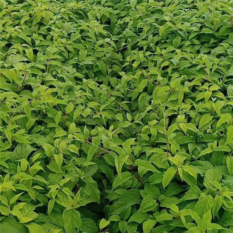 供应全国软枣子苗批发 龙城二号 苗圃 软枣子种植基地  龙成二号