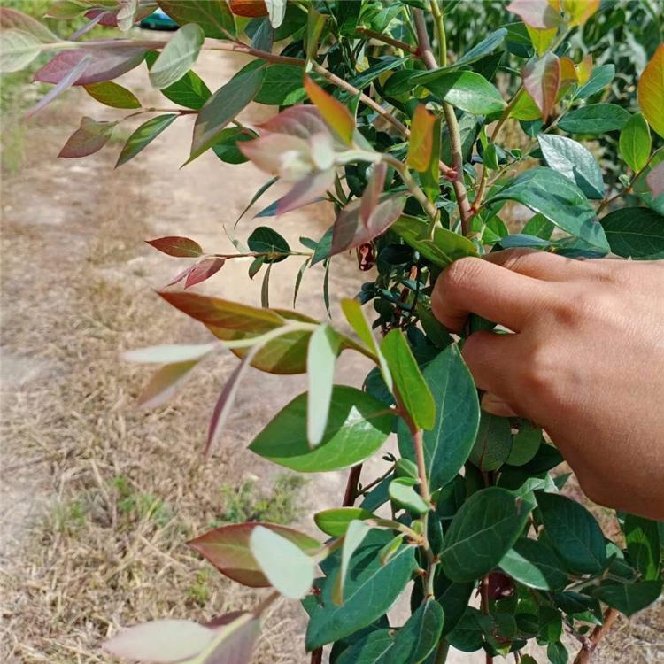 内蒙古占地蓝莓苗  大小蓝莓树苗批发价格  基地直发