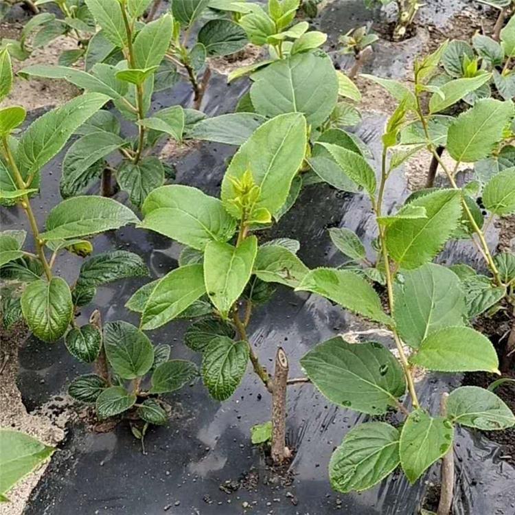 黑龙江软枣猕猴桃苗 黑龙江软枣猕猴桃苗价格 黑龙江软枣子苗批发