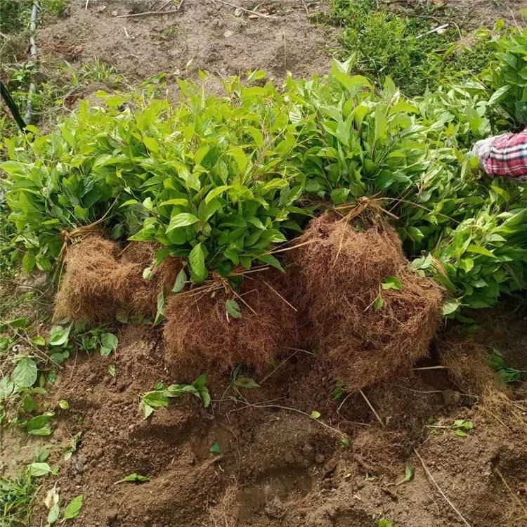 内蒙古五味子苗 一年生苗 根系发达 五味子苗批发价格 种植基地直发