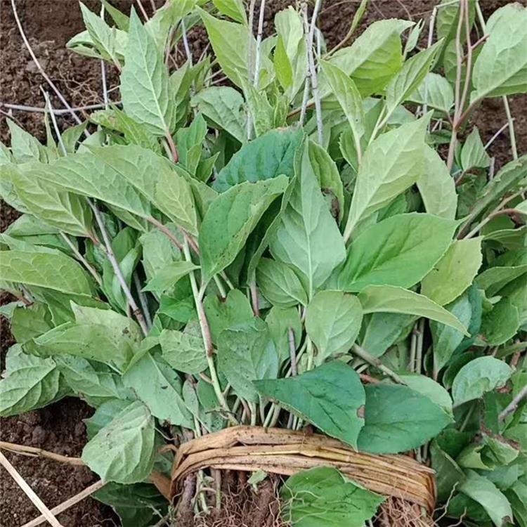 厂家直发 吉林五味子苗 占地苗批发价格 优质供应