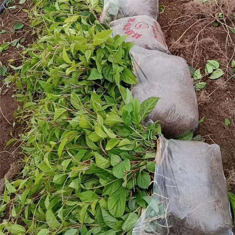 优质供应 吉林五味子苗批发  五味子苗价格 种植基地直发