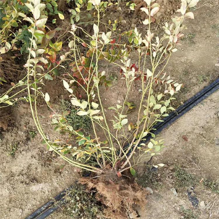 青海蓝莓苗种植基地 供应全国 贵州蓝莓苗地栽蓝莓树 占地大蓝莓树苗批发价格