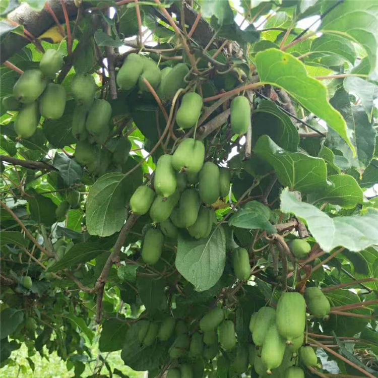 苗圃供应一年生软枣子苗 软枣子树苗抗寒成活率高