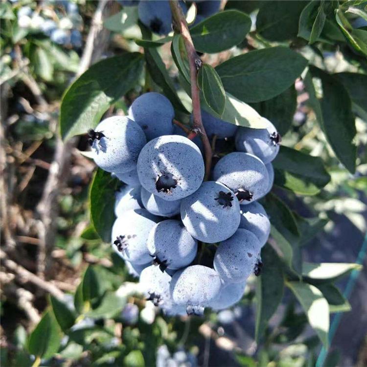 供应贵州常年优惠出售处理3-8年占地蓝莓树  地栽蓝莓树