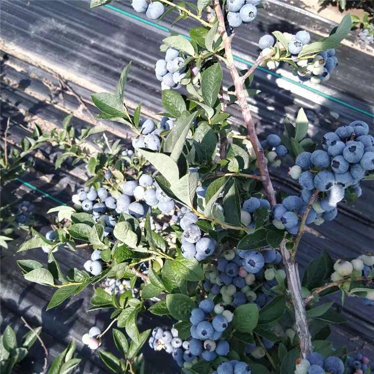 地栽庭院易储存 上海蓝莓苗培育高质量 蓝丰蓝莓苗  北京蓝莓苗供应味甜蓝莓苗3-8年大蓝莓树苗 
