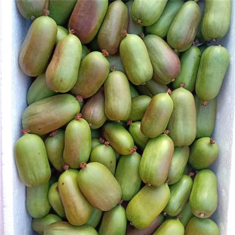 供应江苏软枣子苗  软枣子苗批发价格 量大优惠