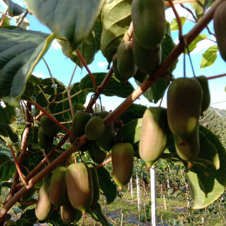 广东软枣子树苗 基地直发 野生猕猴桃树苗 软枣猕猴桃树苗 猿枣 软枣子 圆枣子