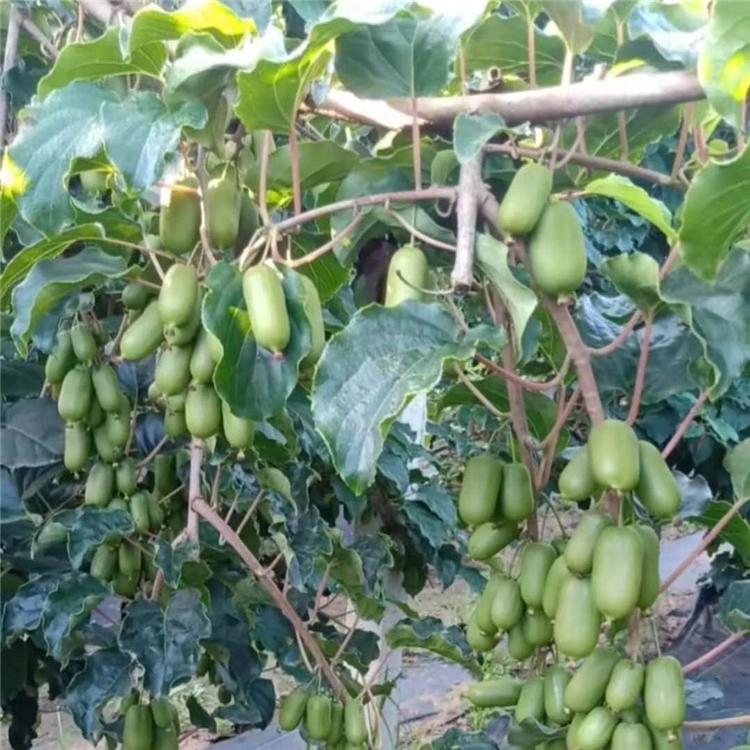 苗圃供应一年生软枣子苗 软枣子树苗抗寒成活率高