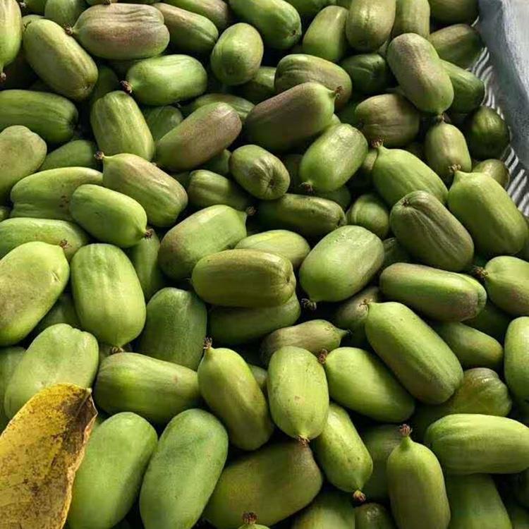 供应吉林省 软枣子苗价格 软枣子树苗苗基地