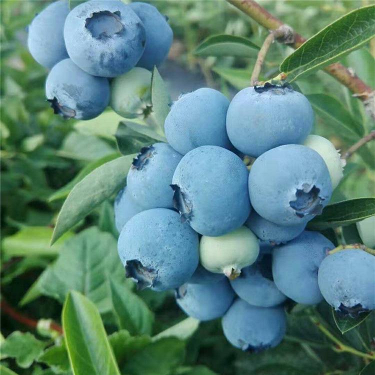 江苏蓝莓苗蓝莓树苗 江西盆栽地栽当年结果蓝莓树苗 室外阳台南方北方种植 特大果树苗