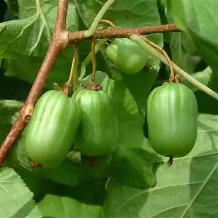 果园大量销售 软枣子苗 正宗自花授粉结果 绿心软枣猕猴桃树苗