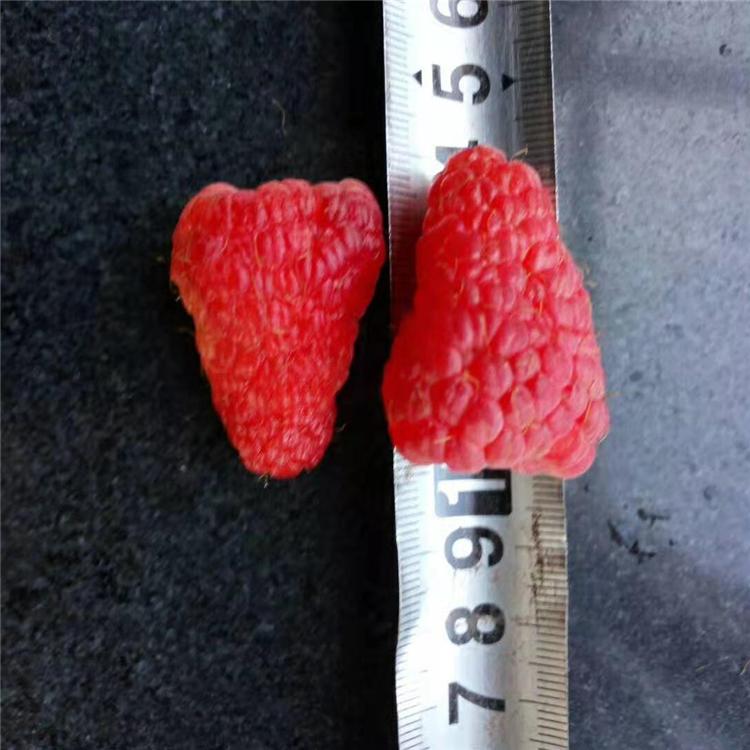 东北黄树莓 黄树莓苗批发 黄树莓苗